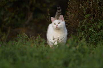 草地上的猫