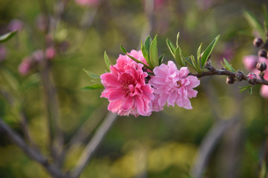 樱花