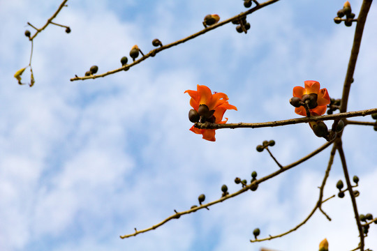 木棉花开