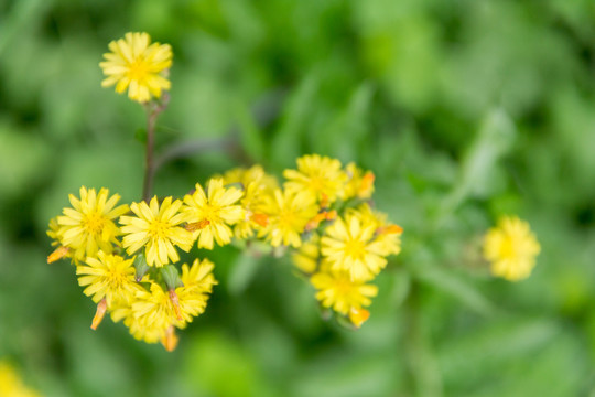 春天里黄色小花屋根草花