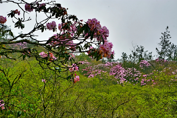 高山云锦杜鹃