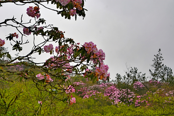 高山云锦杜鹃