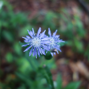 蓝花矢车菊