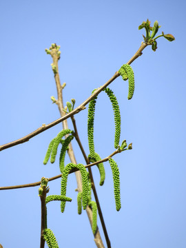 核桃花