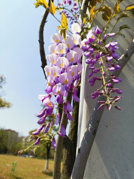 紫藤花