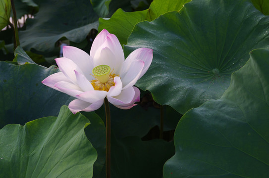 安徽宏村南湖荷花