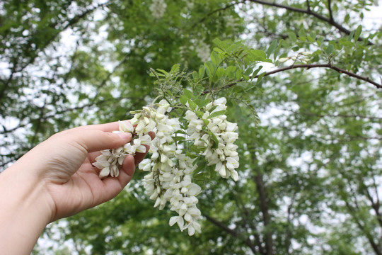 槐花