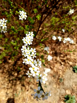 喷雪花