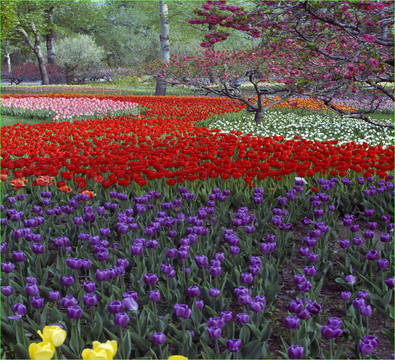 郁金香花海