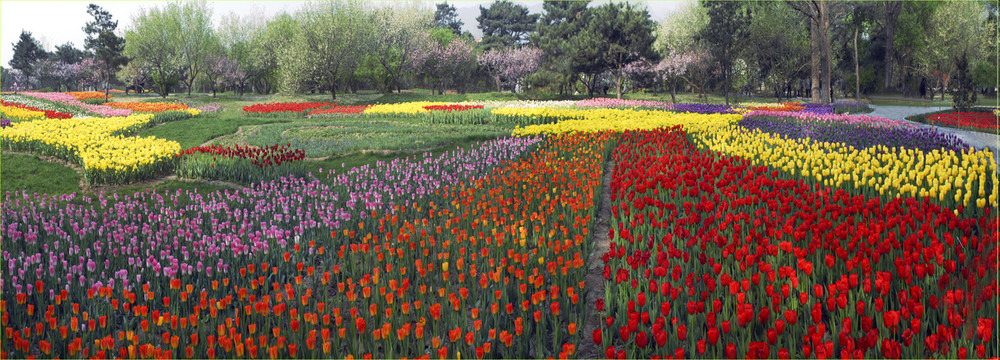 郁金香花海