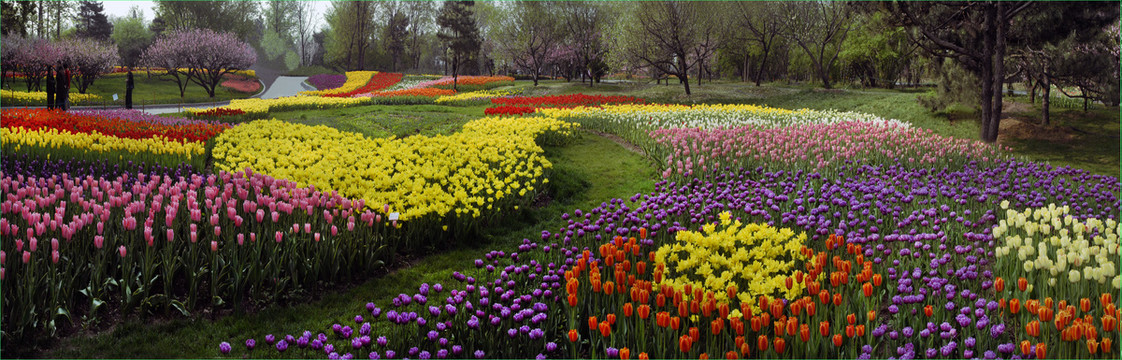 郁金香花海