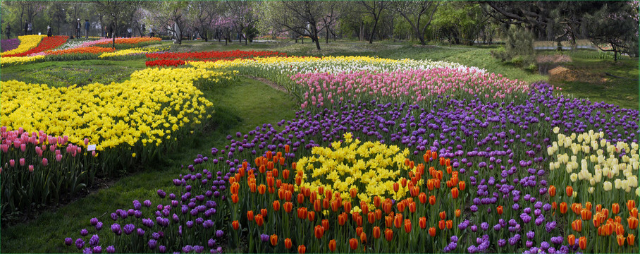 郁金香花海