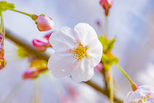 樱花