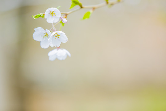 樱花