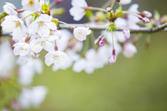 樱花