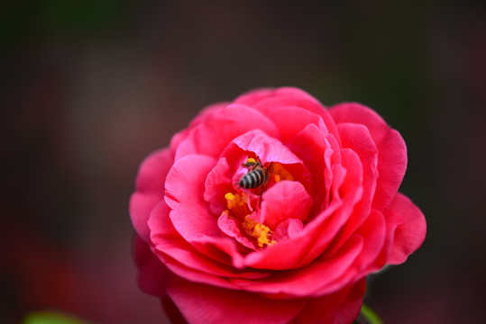 山茶花特写