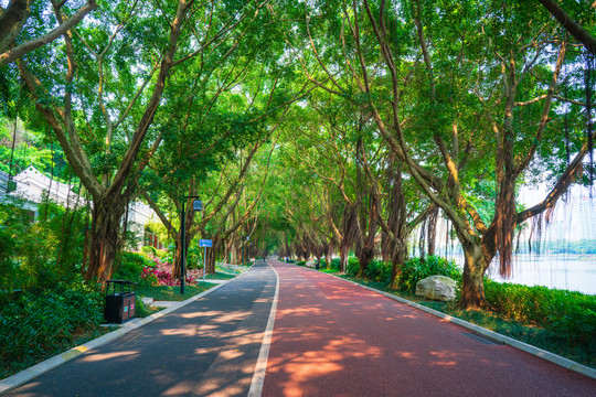 南宁南湖公园跑道林荫小路素材