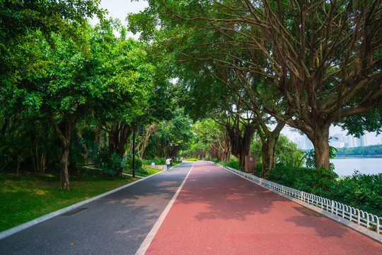 南宁南湖公园跑道林荫小路素材