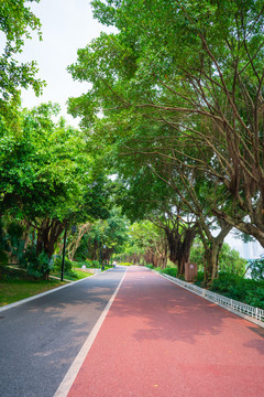 南宁南湖公园跑道林荫小路