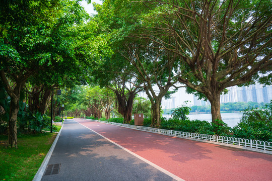 南宁南湖公园跑道林荫小路