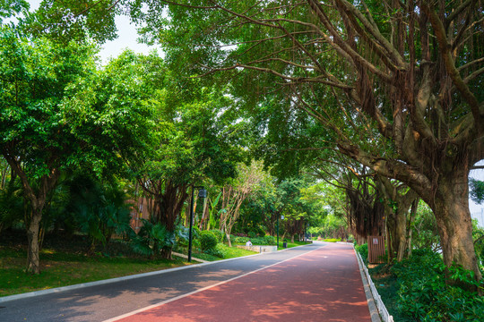 南宁南湖公园跑道林荫小路