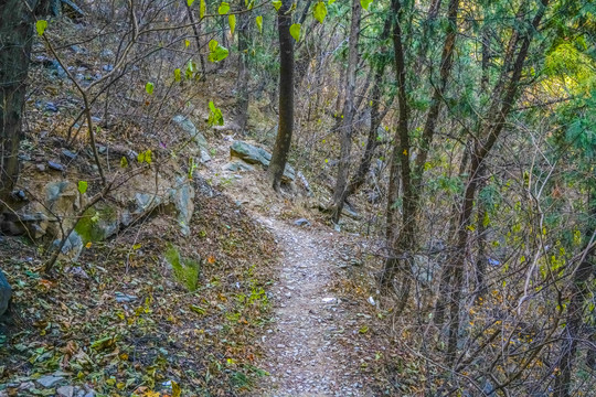 登山步道高清大图