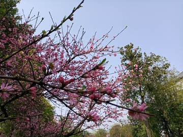 春天桃花