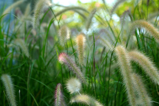 狗尾草