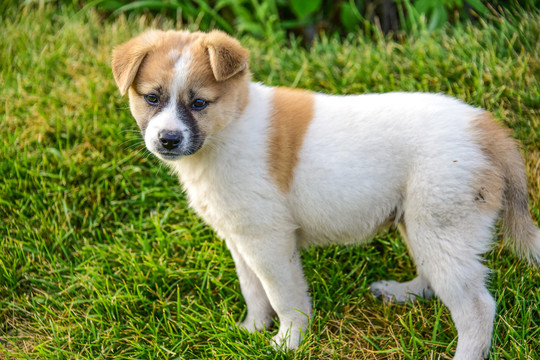 中国田园犬