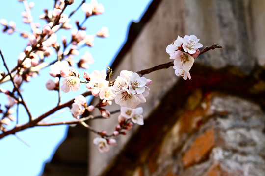 山桃花