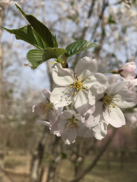 樱花