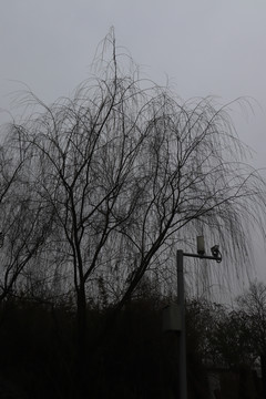 柳樹