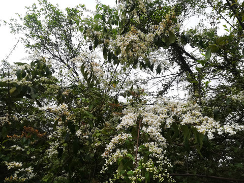 女贞花