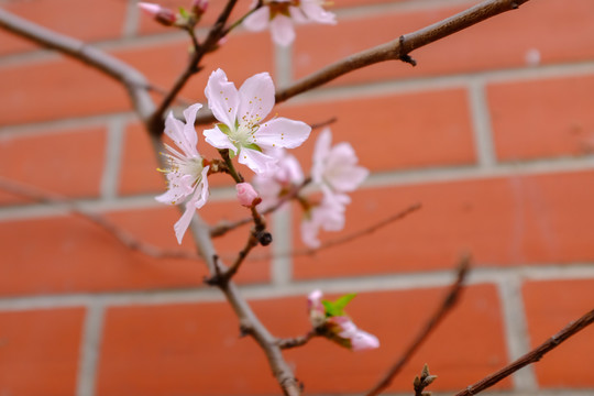 红墙樱花