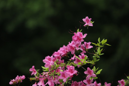 杜鹃花