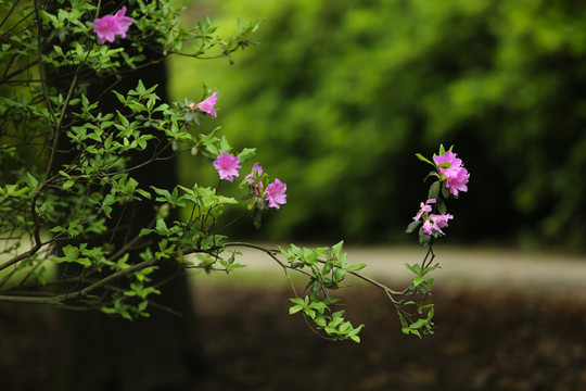 杜鹃花