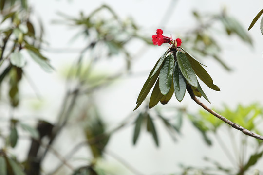 杜鹃花