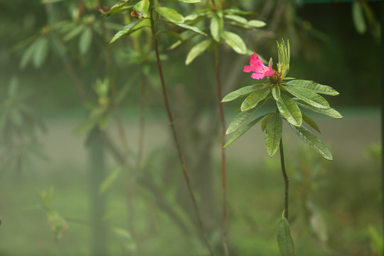 杜鹃花