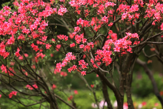 杜鹃花