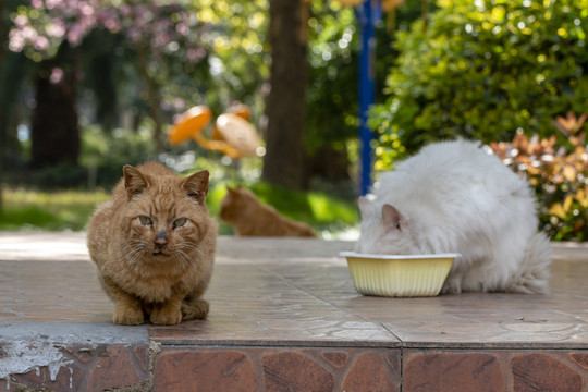 等吃的橘猫