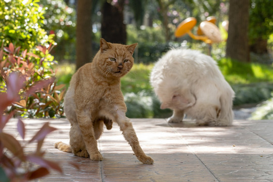 等吃的橘猫