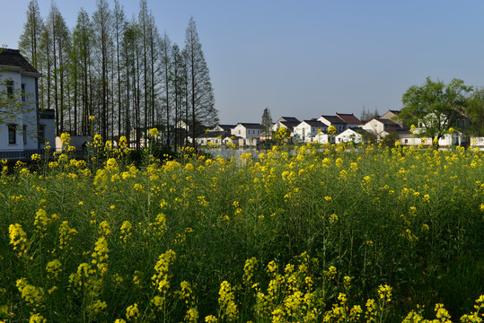 油菜花