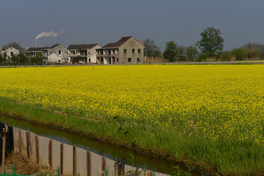 油菜花