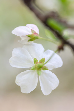 春天的花