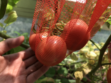 种西红柿