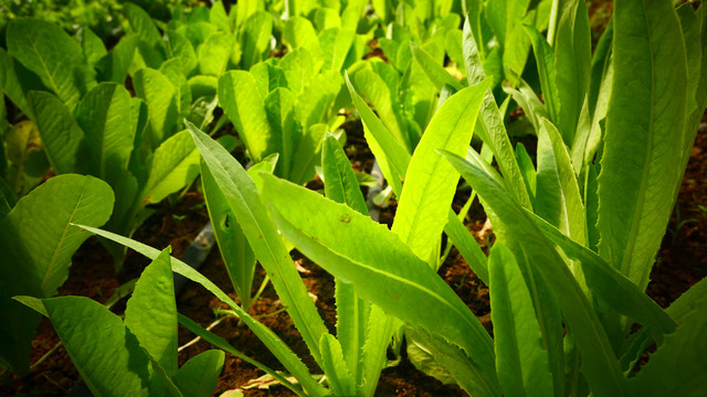 蔬菜油麦菜