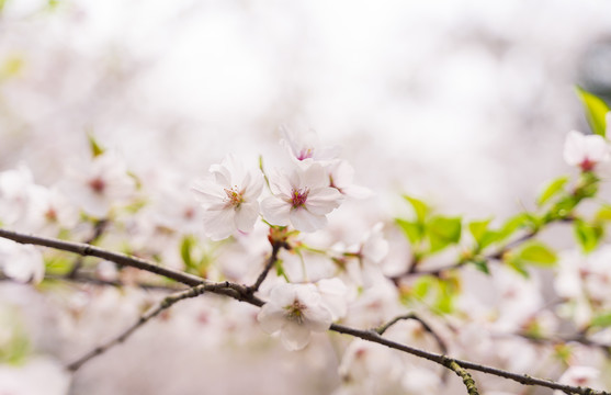 春天粉色樱花特写