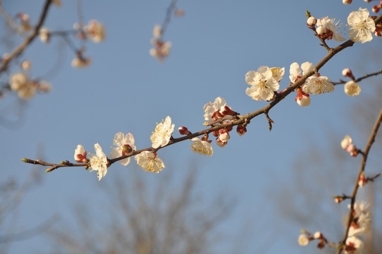 梅花