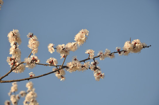 梅花