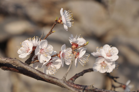 梅花